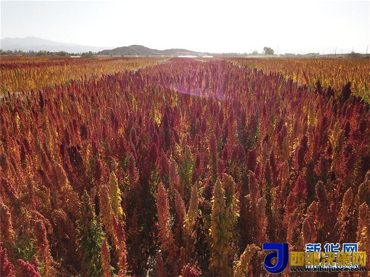 1507517915691520.jpg 7.jpg