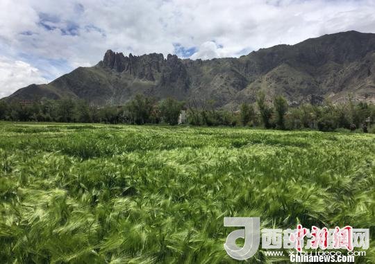 2017年西藏青稞總產(chǎn)量達(dá)到79萬噸，占糧食總產(chǎn)量的77%。圖為西藏青稞?！⊥跤窳?攝