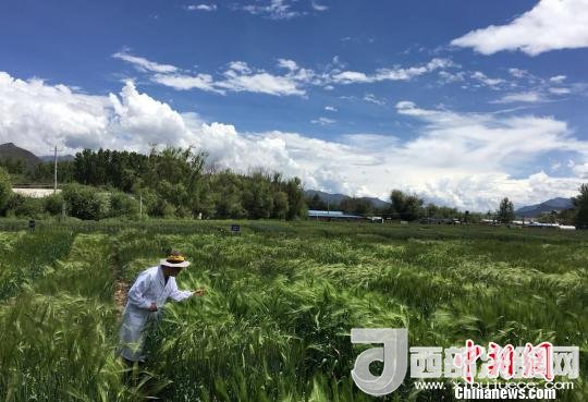 西藏與9家國家重點(diǎn)實(shí)驗(yàn)室合力促青稞增產(chǎn)、牦牛育肥