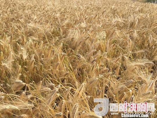2017年西藏青稞種植面積達(dá)210多萬畝，占糧食播種面積的75%。圖為成熟期的青稞?！⊥跤窳?攝