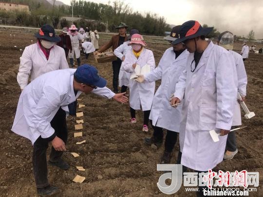 圖為研究員實(shí)地調(diào)研青稞生長土壤?！⊥跤窳?攝