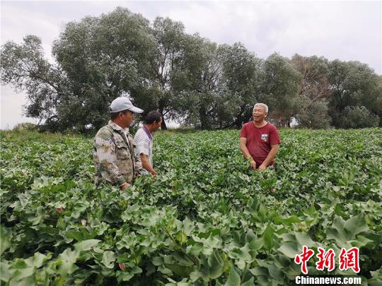遠改忠在棉花地里為連隊職工分享種植經(jīng)驗?！“叉陆?攝