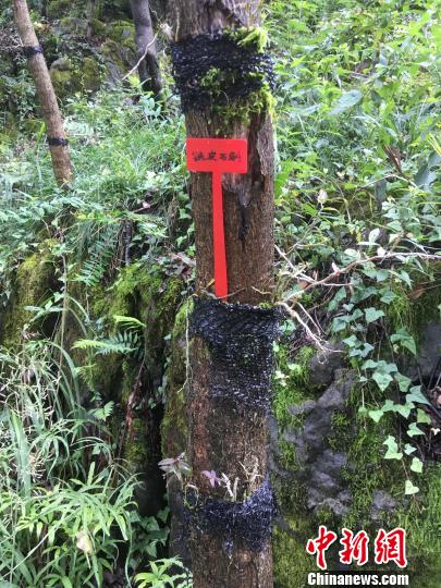 貴州同威生物科技有限公司鐵皮石斛種植?！≈軏?攝