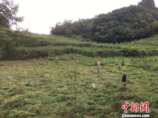 貴州同威生物科技有限公司天麻種植基地?！≈軏?攝