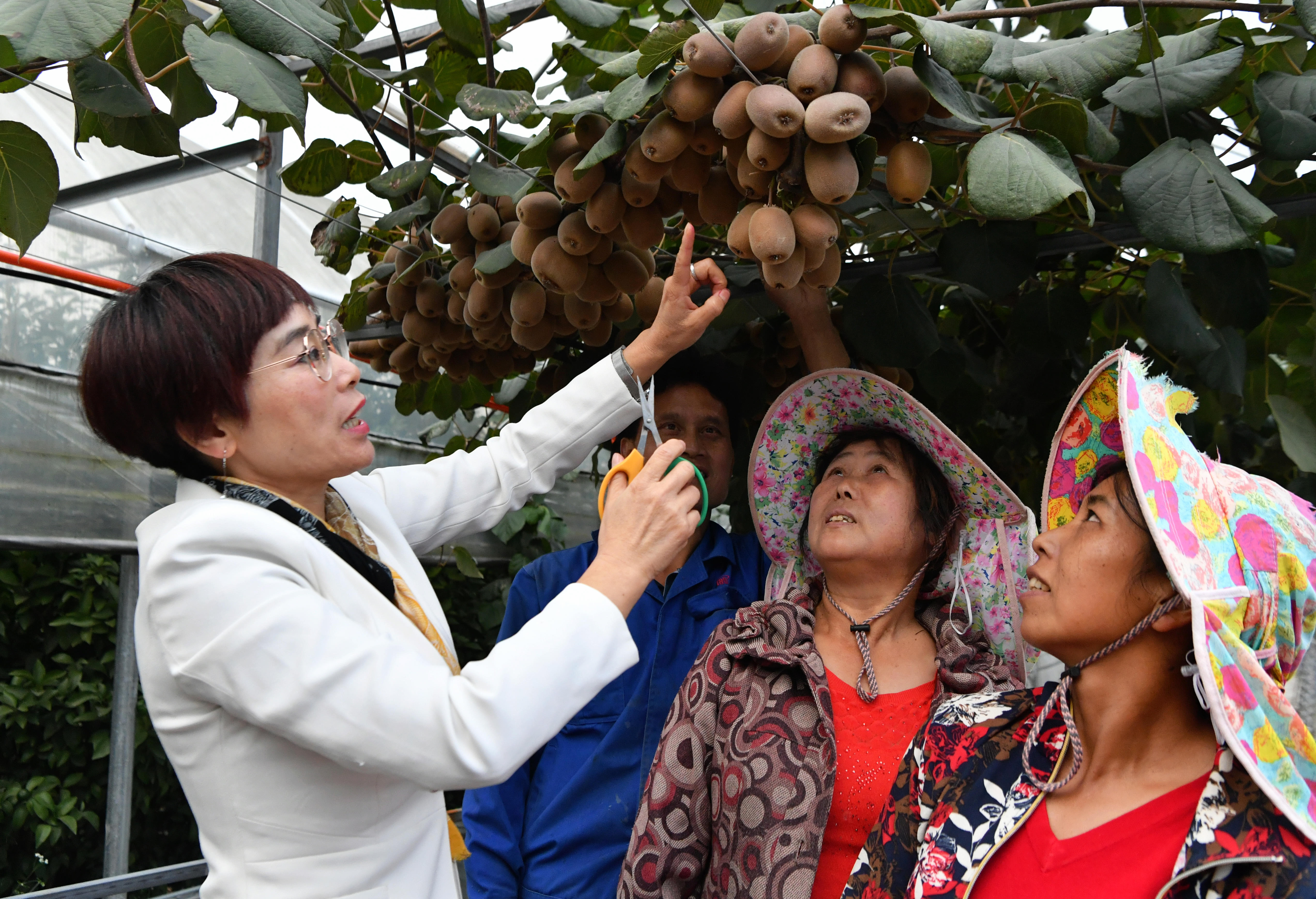 2020年10月22日，在周寧縣農(nóng)民創(chuàng)業(yè)示范基地特色水果種植園，福建省寧德市農(nóng)業(yè)科學研究所的科技特派員（左一）在指導當?shù)剞r(nóng)民采摘紅心獼猴桃。新華社記者魏培全攝.JPG